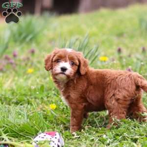 Mickey, Cavapoo Puppy